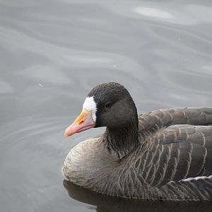 Lesser White-fronted Goose at Martin Mere WWT 08/12/12