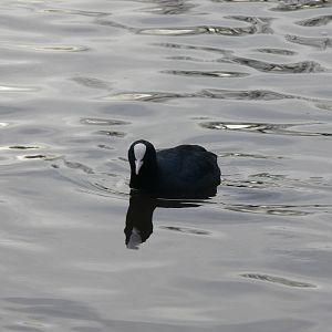 Eurasian Coot at Martin Mere WWT 08/12/12