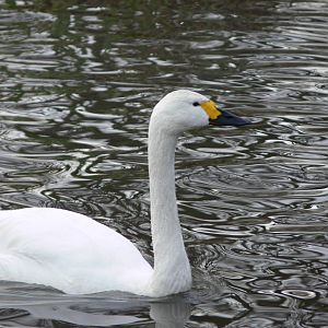 Bewick's Swan at Martin Mere WWT 08/12/12