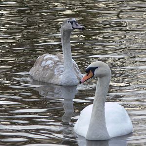 Mute Swan with Cygnet at Martin Mere WWT 08/12/12