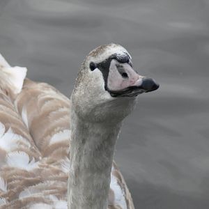 Mute Swan Cygnet at Martin Mere WWT 08/12/12