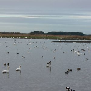The Reserve at Martin Mere WWT 08/12/12