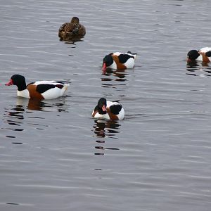 European Shelduck at Martin Mere WWT 08/12/12