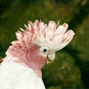 Roseate Cockatoo 1st November 2012