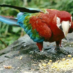 Green-winged Macaw 1st November 2012
