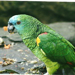 Blue-fronted Amazon 1st November 2012