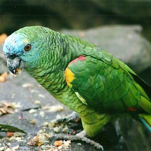 Blue-fronted Amazon 1st November 2012