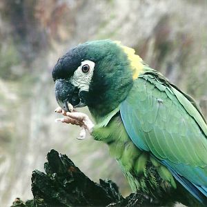Yellow-collared Macaw 1st November 2012