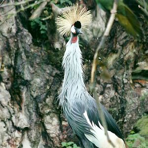 East African Crowned Crane 1st November 2012