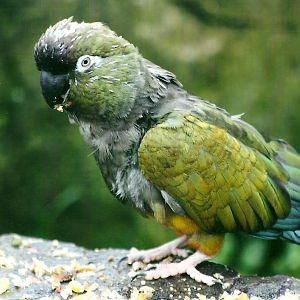 Patagonian Conure 1st November 2012
