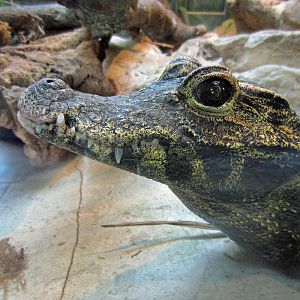 West African Dwarf Crocodile