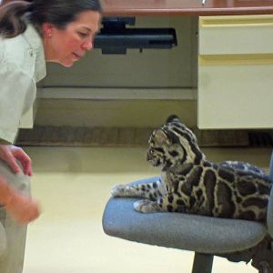 Clouded Leopard Cubs