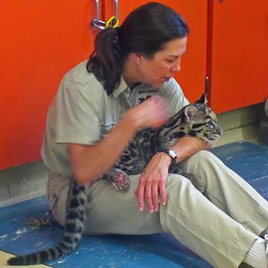 Clouded Leopard Cubs