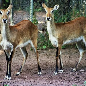 Scanned Catskill Game Farm Photos 1999