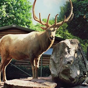 Scanned Catskill Game Farm Photos 1999