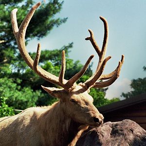 Scanned Catskill Game Farm Photos 1999