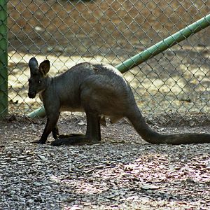 Scanned Catskill Game Farm Photos 1999 species ID