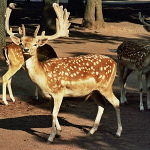 Scanned Catskill Game Farm Photos 1999