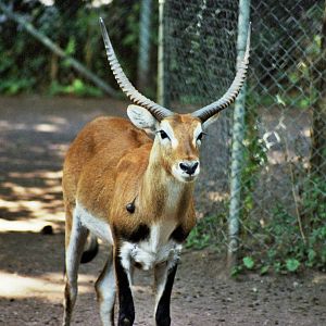 Scanned Catskill Game Farm Photos 1999