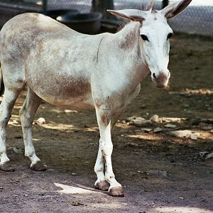 Scanned Catskill Game Farm Photos 1999