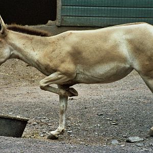 Scanned Catskill Game Farm Photos 1999 species ID?