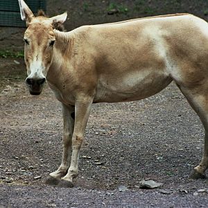 Scanned Catskill Game Farm Photos 1999 species ID?