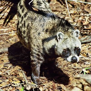 Scanned Big Cat Rescue Photos 2006