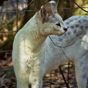 Scanned Big Cat Rescue Photos 2006