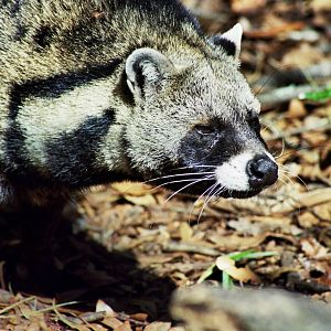 Scanned Big Cat Rescue Photos 2006