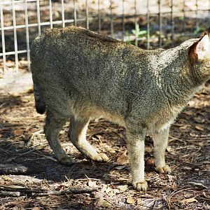 Scanned Big Cat Rescue Photos 2006