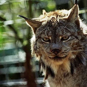 Scanned Big Cat Rescue Photos 2006