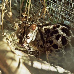 Scanned Big Cat Rescue Photos 2006 species ID?