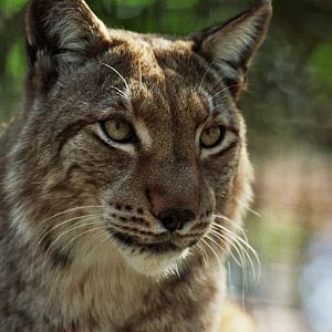 Scanned Big Cat Rescue Photos 2006