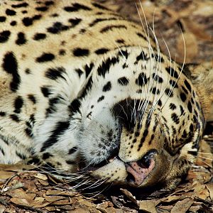 Scanned Big Cat Rescue Photos 2006