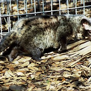 Scanned Big Cat Rescue Photos 2006