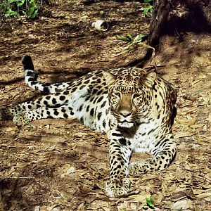 Scanned Big Cat Rescue Photos 2006