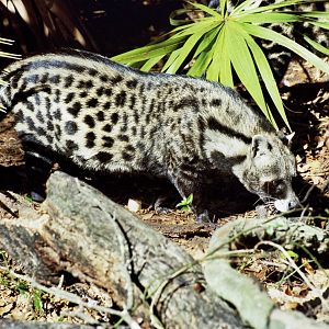 Scanned Big Cat Rescue Photos 2006