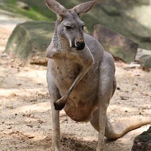 One Armed Wallaby