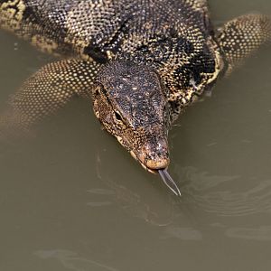 Water Monitor