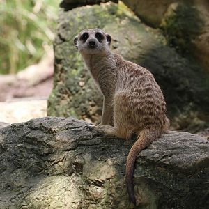 Meerkat