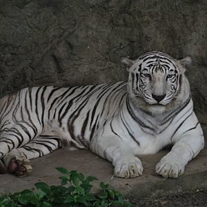 White Tiger