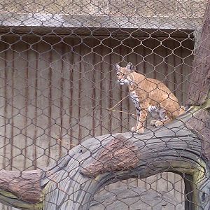 Inti, the Bobcat