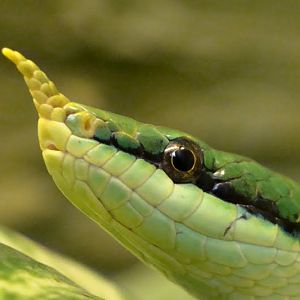 Rhynchophis boulengeri