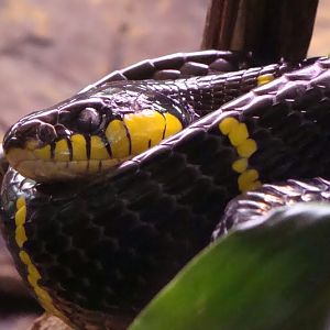 Boiga dendrophila melanota