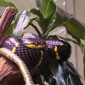 Boiga dendrophila melanota