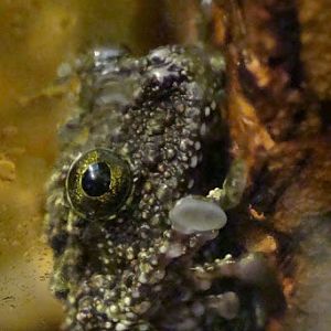 Theloderma corticale