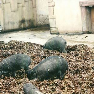 Visayan Warty Pigs 1st November 2012
