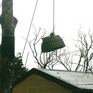 Lemur enrichment 1st November 2012