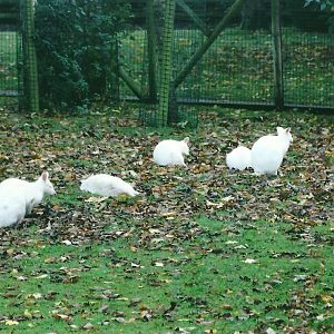 Albino Bennett's Wallabies 1st November 2012