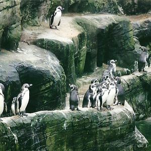 Penguin cliffs 1st November 2012